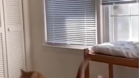 Funny animals trending 2023 🤣🤣