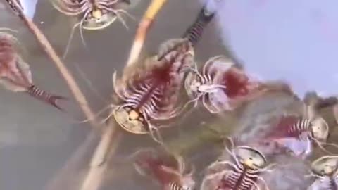 Weirdest underwater Creature! What Animals Are These 🐟 #shorts