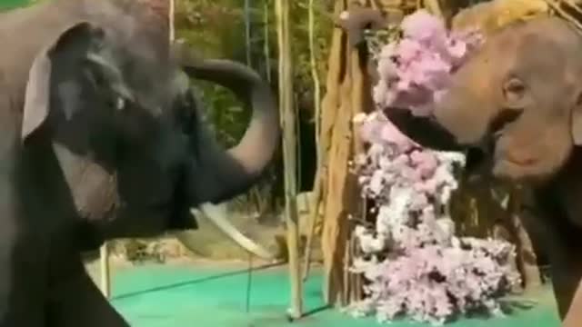 Real elephant engagement😍~~So Cute~~~ lovely