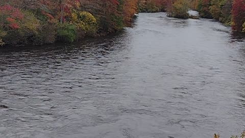 My Bear Sighting Story from A Bridge Above A Beautiful River, WalkinAndTalkinAcrossAmerica