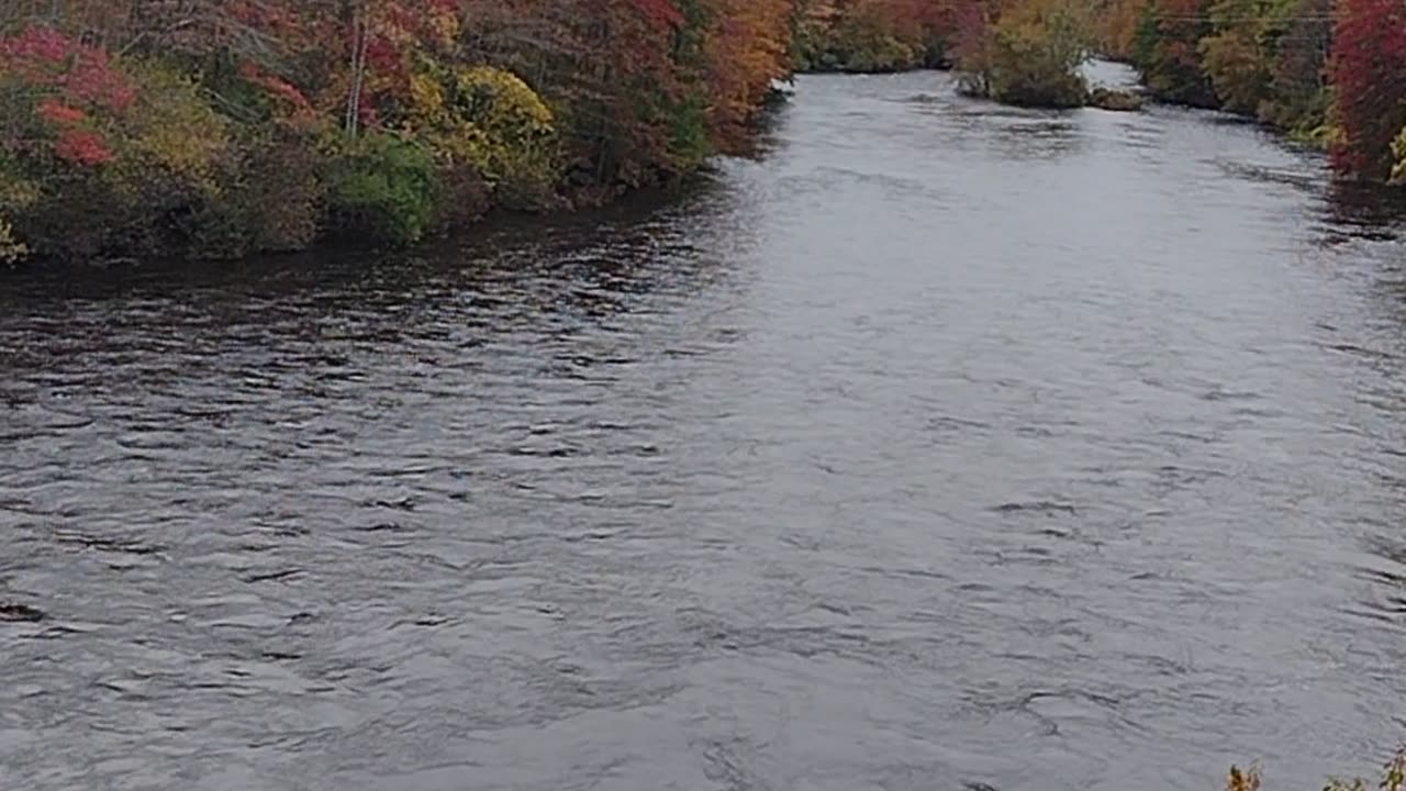 My Bear Sighting Story from A Bridge Above A Beautiful River, WalkinAndTalkinAcrossAmerica