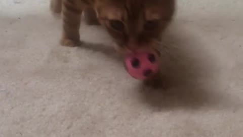 Cat enjoys playing fetch