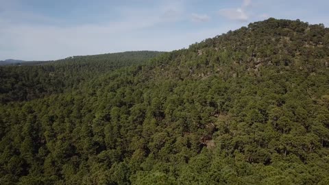 aerial view of forest