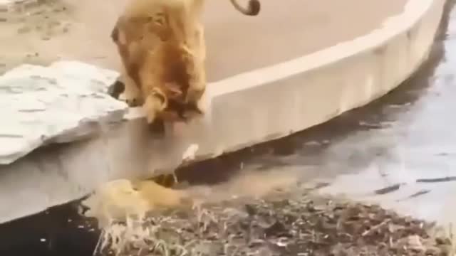 Two Lions Funny Moments 🤣🤣