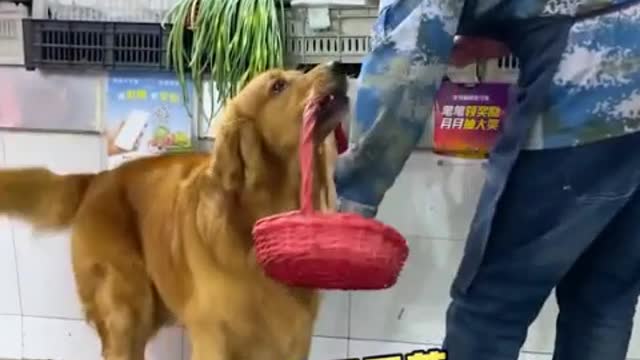 Beautiful Pet Dog Video