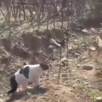 This Dog Walked Into The Wrong 'Cathood' — What A Lesson He Learned!