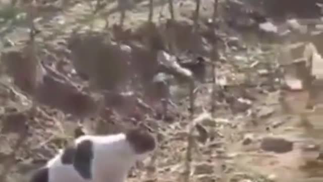 This Dog Walked Into The Wrong 'Cathood' — What A Lesson He Learned!