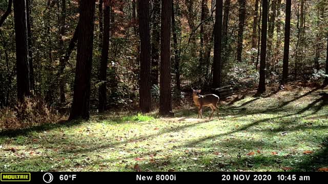 West Georgia Bucks