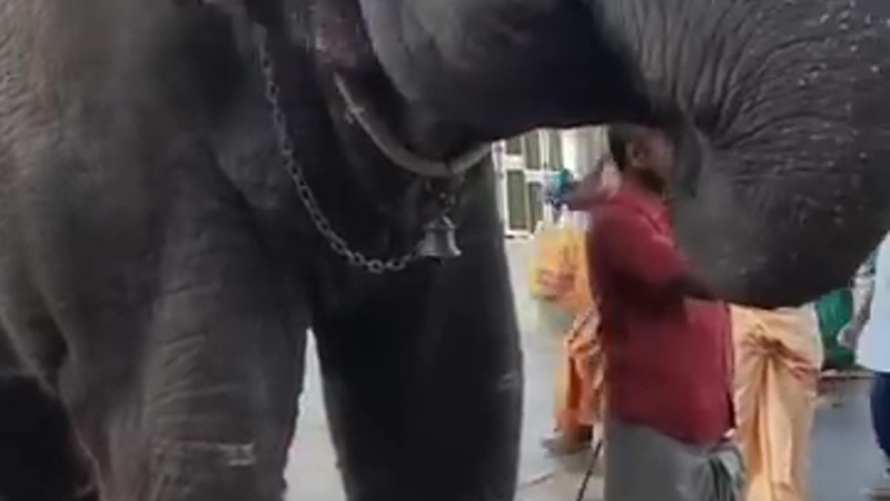 Elephant eating Coconut