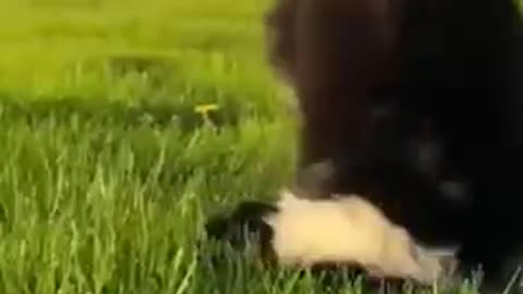 Funny Animal’s fails