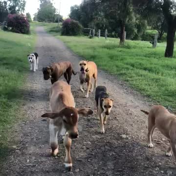 Kevin walking with the dogs
