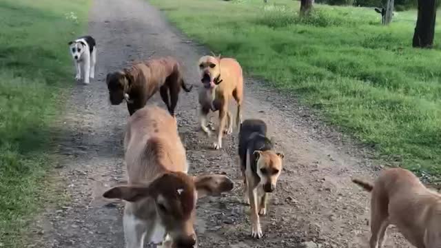 Kevin walking with the dogs