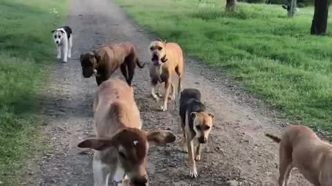 Kevin walking with the dogs