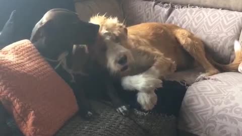 Dog gets groomed unwillingly