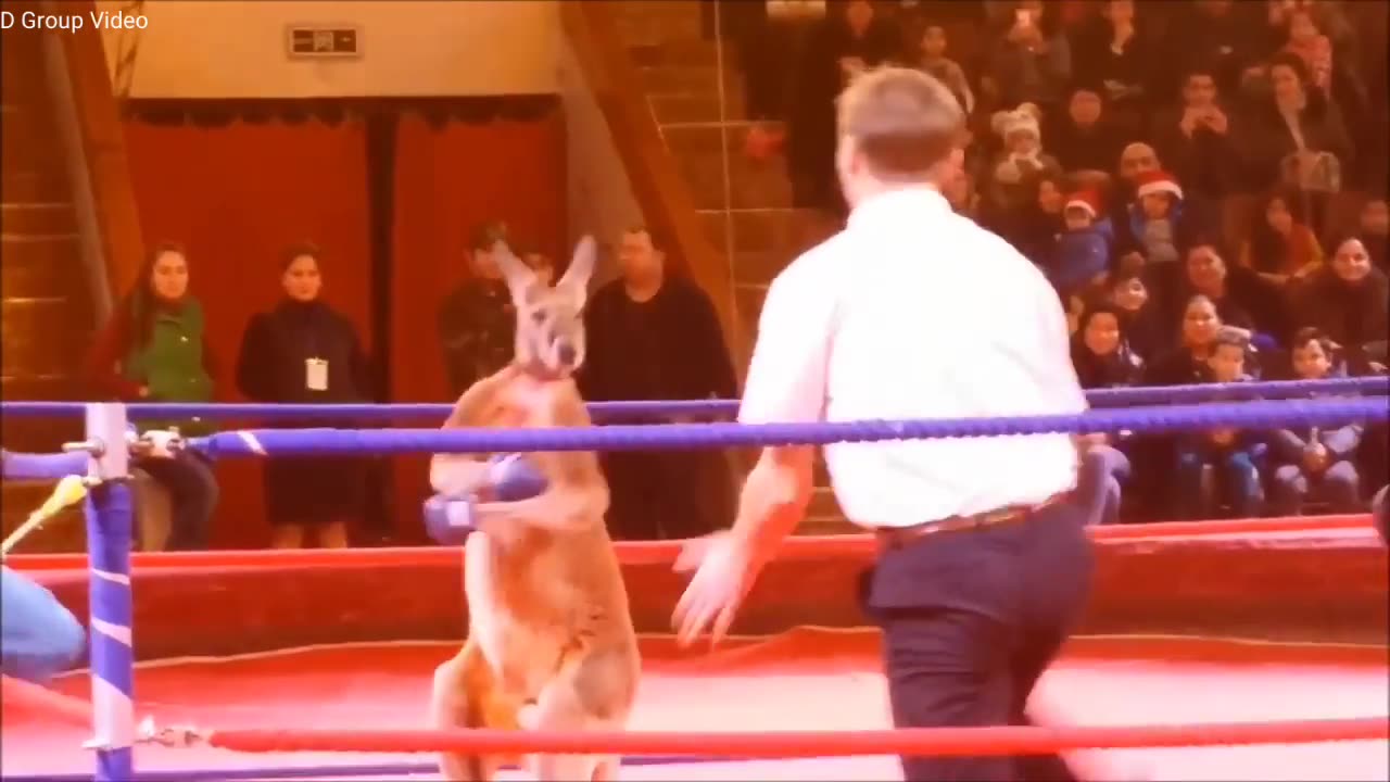 Kangaroo vs man Boxing fight