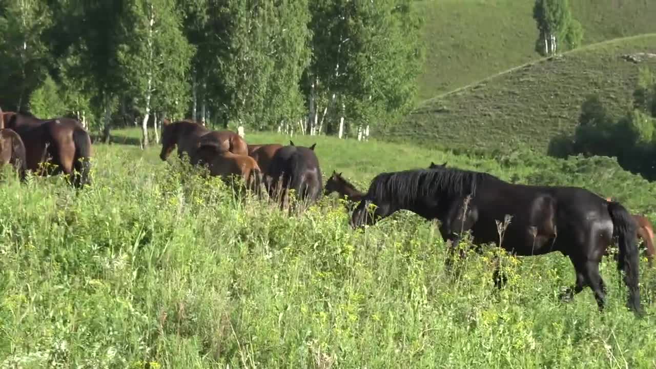 The stallion made the horses hide in the shade of the trees.