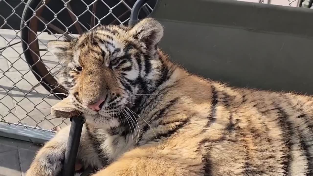 tigers