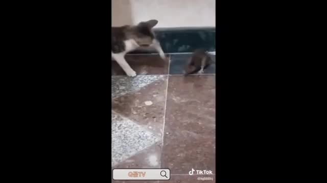 The cat are fighting with Mouse