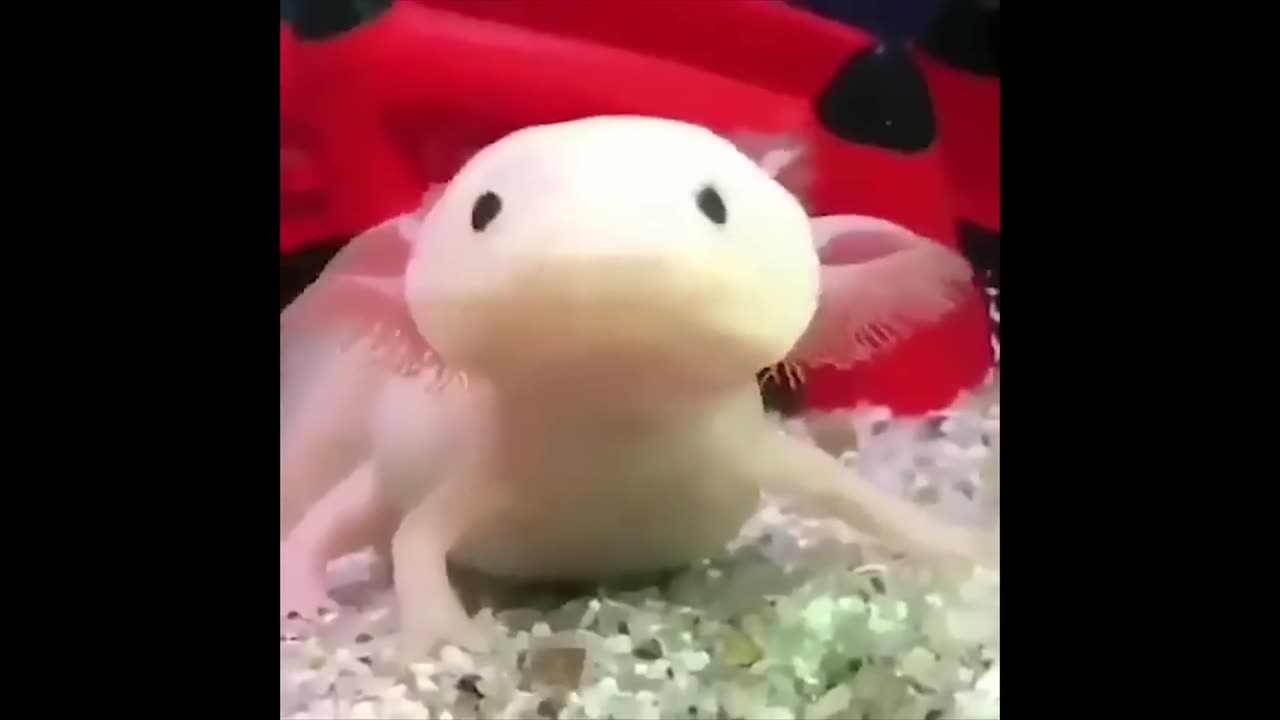 Unusual memes from the internet #3