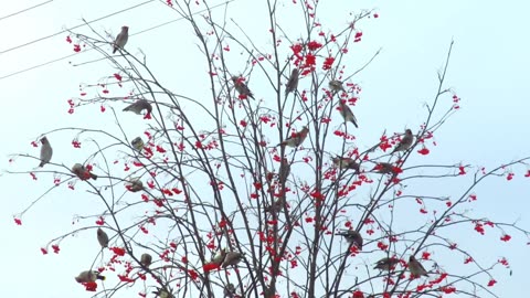 Are the sparrows flying beautifully in the sky?