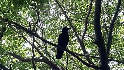 What kind of bird is this?