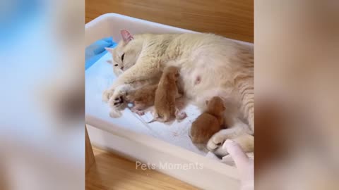 Why I love Animals 2024
