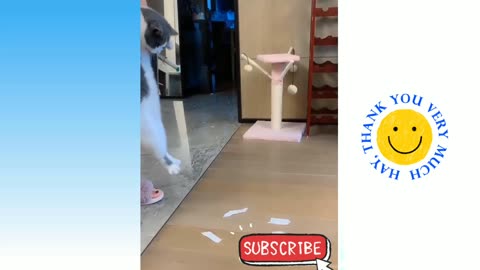 Funniest Pet videos 😂 | Funny Cat | Funny Dog |Lala's Tv