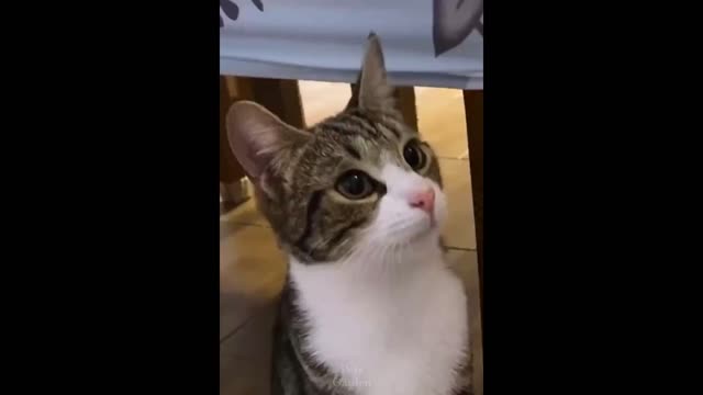 omg cute funny cats they will full your hear by hapyness