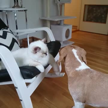 Cat Pushes dog's Face Away When Being Licked