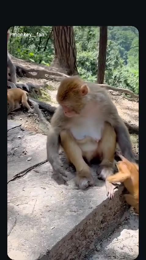 Even the monkey won’t eat it! 🙉 He's just cleaning his hands! 😂