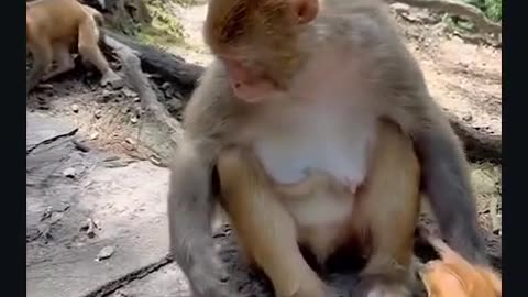 Even the monkey won’t eat it! 🙉 He's just cleaning his hands! 😂