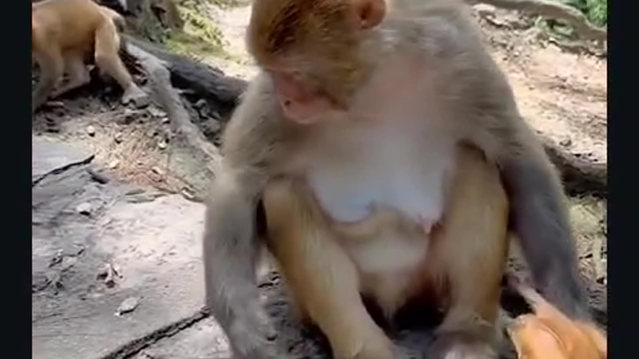 Even the monkey won’t eat it! 🙉 He's just cleaning his hands! 😂