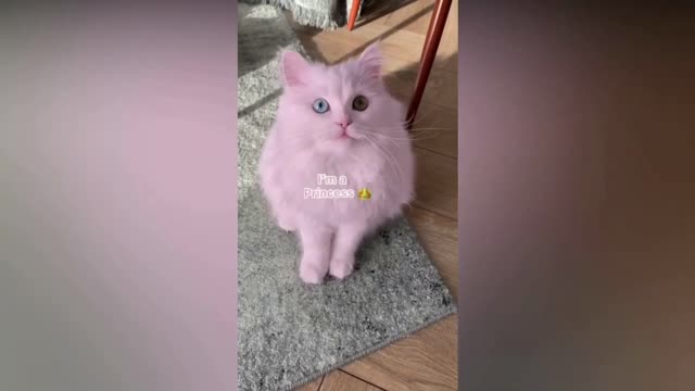 I’m dying Funny Cat Videos