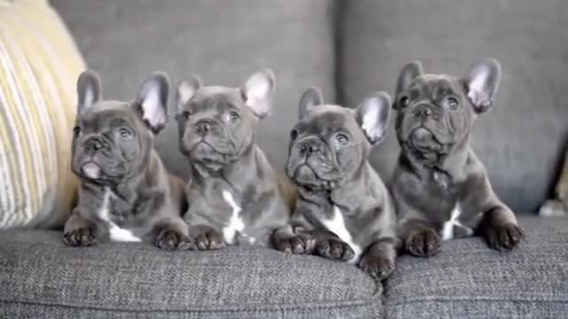so cute