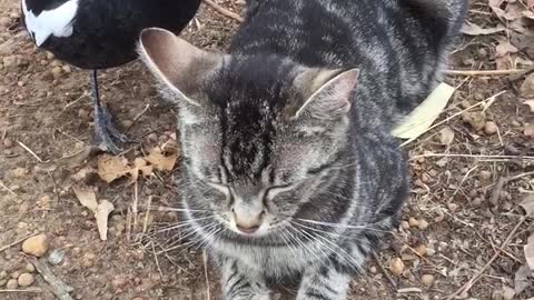 Kitty Pestered by Magpie