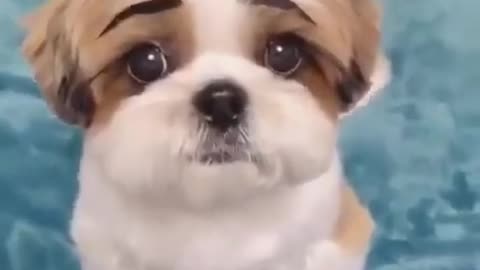 Puppy 's lovely
