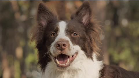 Smiling dog