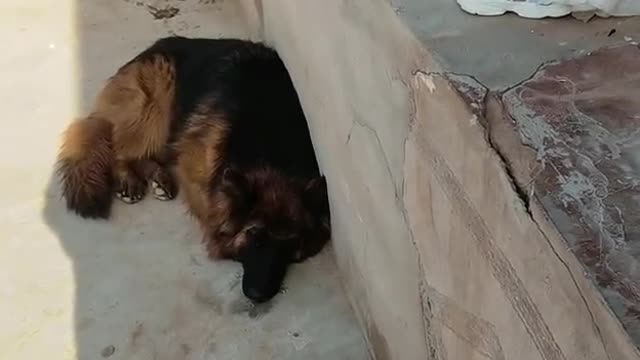 collie