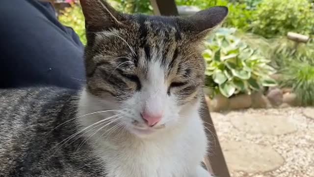 The family itself has adopted two stray cats.