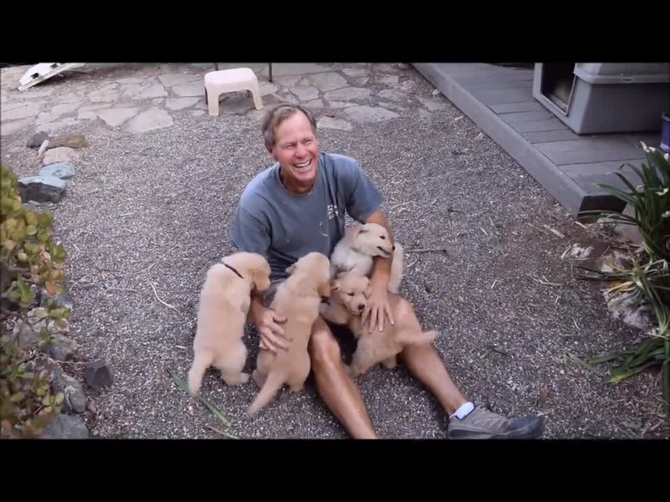 Loving Puppy Attack with 7 week old Golden Retriever Pups.