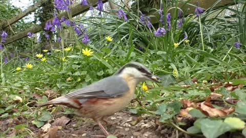 Videos for Dogs To Watch - Birds and Squirrels for Separation Anxiety