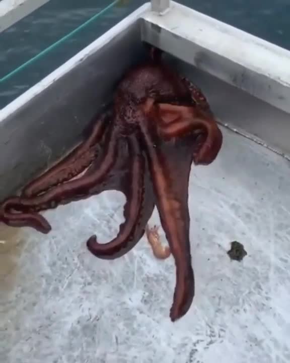 I've Never Seen Anything Like This!