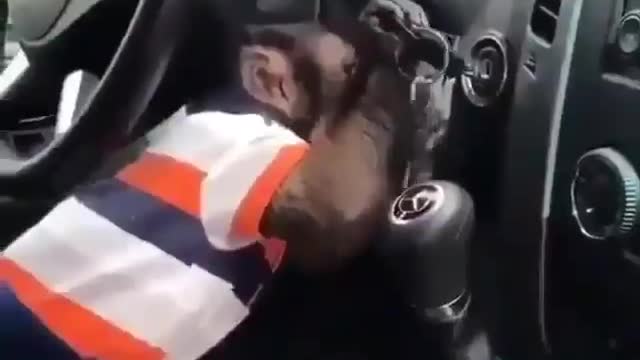 Funny animals. A monkey