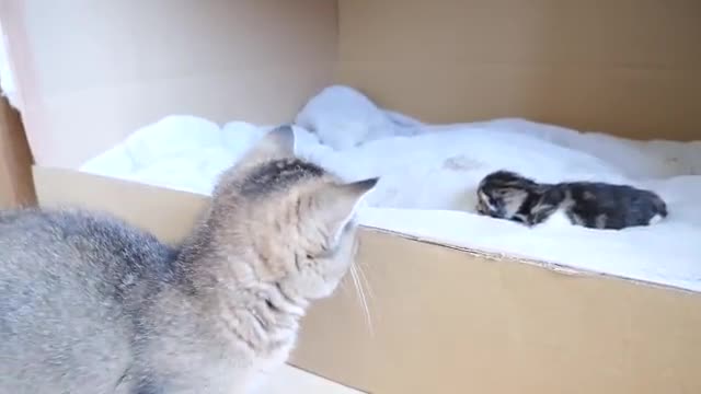 Daddy cat Coco meets baby kittens for the first time