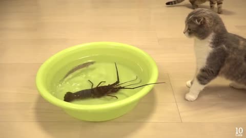 Cat has never seen Crab before!!