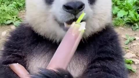 Panda 🐼 Eating