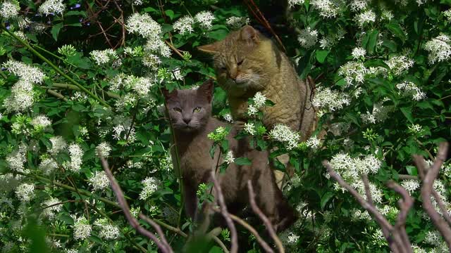 Funniest Cats 😹 - Don't try to hold back Laughter 😂 - Funny Cats Life