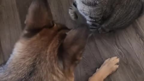 Funny fight cat vs dog😂😂😂🐶😻