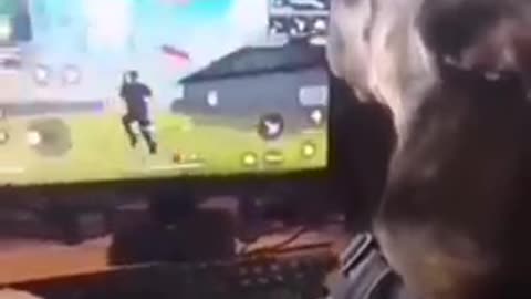 Dog playing FREE FIRE 😳😳