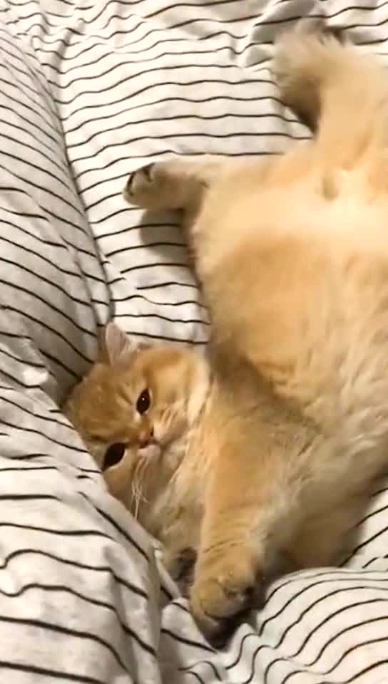 I am going to play with you.I’m falling down.🤣